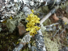 Vulpicida canadensis
