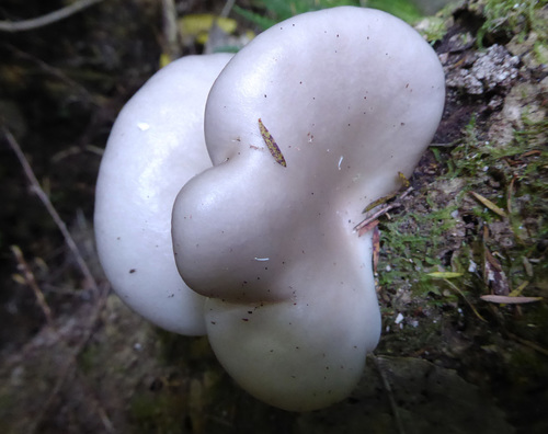 Pleurotus parsonsiae image