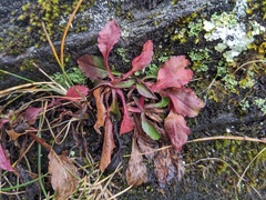 Micranthes caroliniana