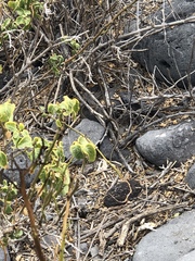 Pseudalsophis hoodensis