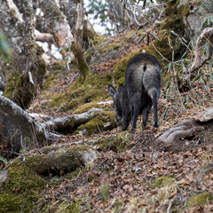 Moschus chrysogaster