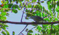 Polioptila bilineata