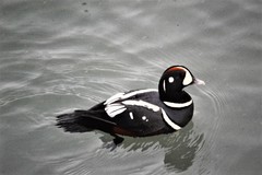 Histrionicus histrionicus