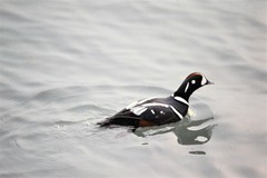 Histrionicus histrionicus