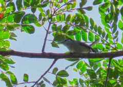 Polioptila bilineata