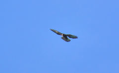 Buteo brachyurus
