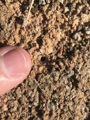 Parvindela celeripes