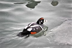 Histrionicus histrionicus