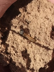 Parvindela celeripes