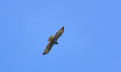 Buteo brachyurus