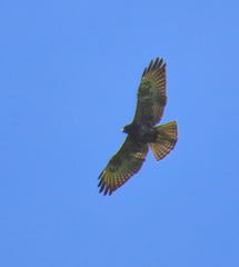 Buteo brachyurus