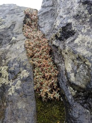 Paronychia argyrocoma
