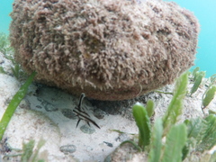 Pareques acuminatus