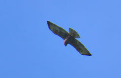 Buteo brachyurus