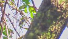 Polioptila bilineata