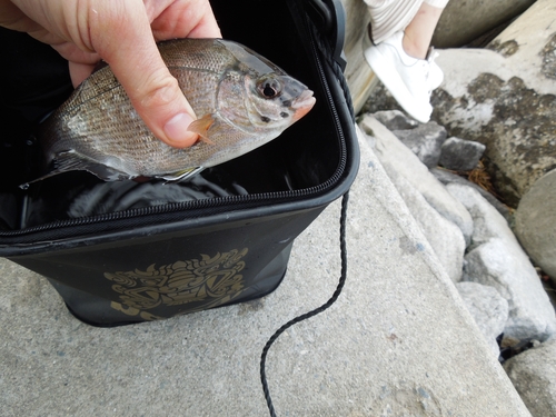 Sea chub (Ditrema temminckii) — Embiotocidae — 2