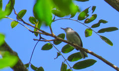 Polioptila bilineata