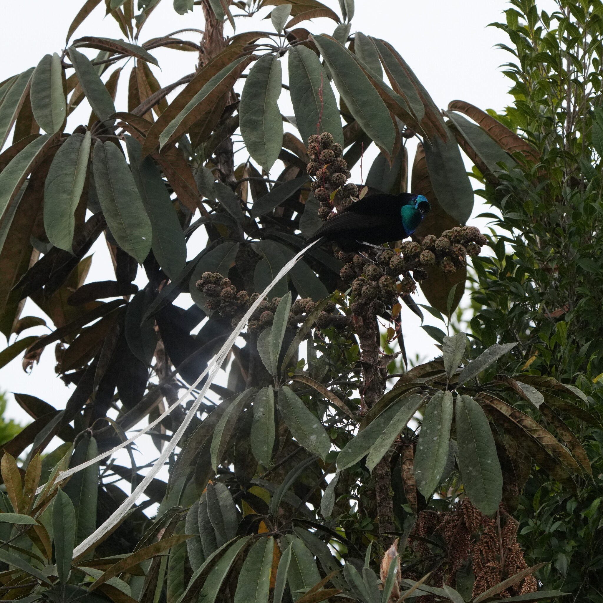 Ribbon-tailed Astrapia (Astrapia mayeri), photo 5