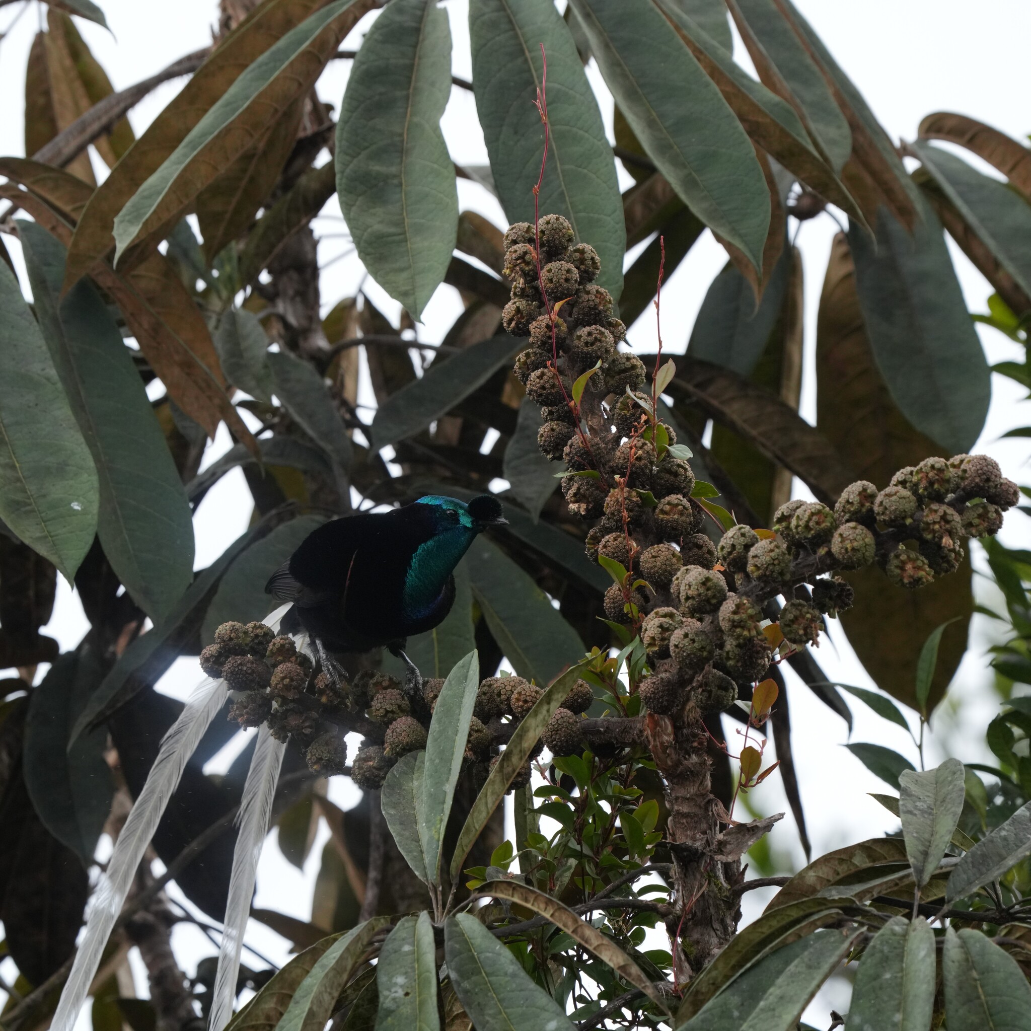 Ribbon-tailed Astrapia (Astrapia mayeri), photo 4