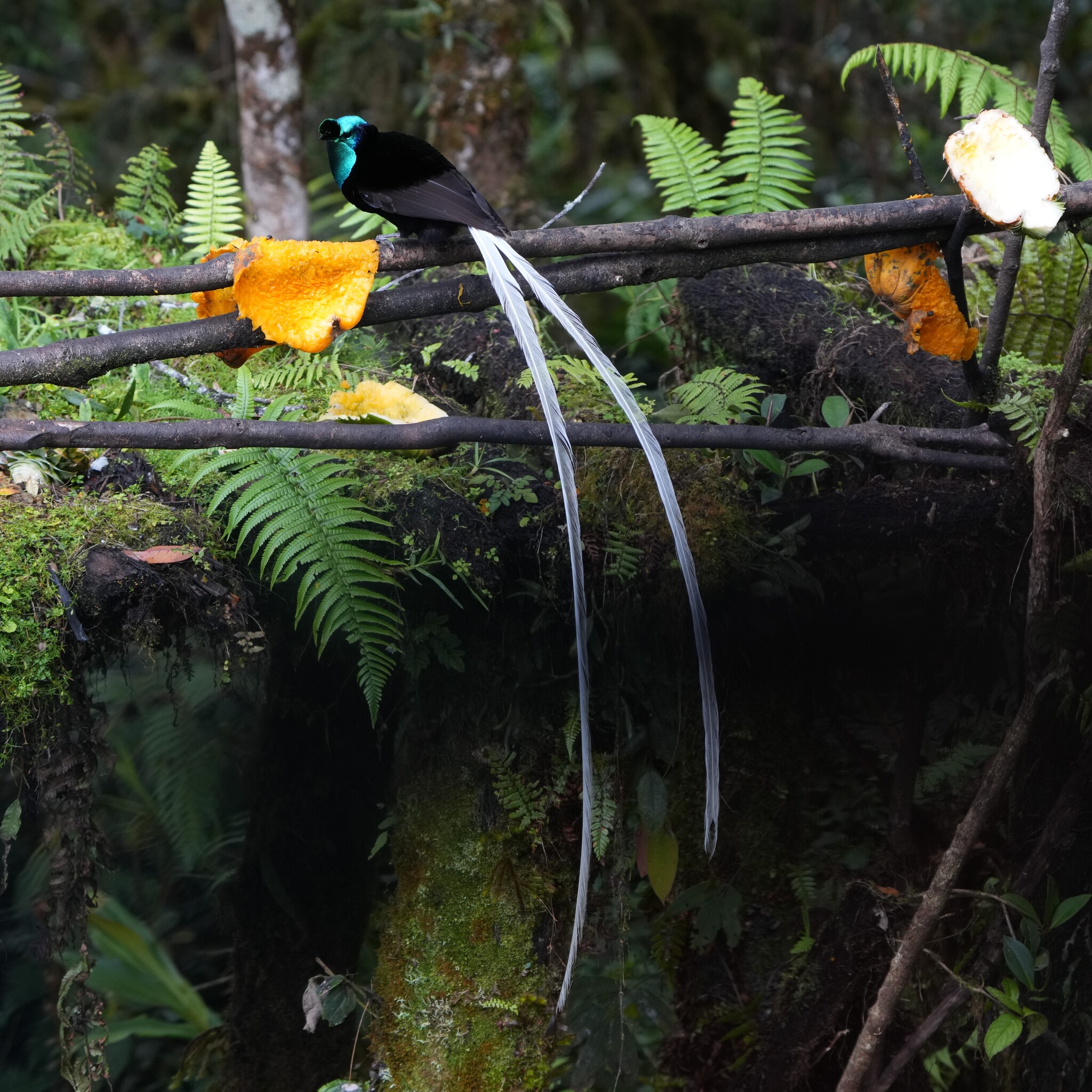 Ribbon-tailed Astrapia (Astrapia mayeri), photo 6