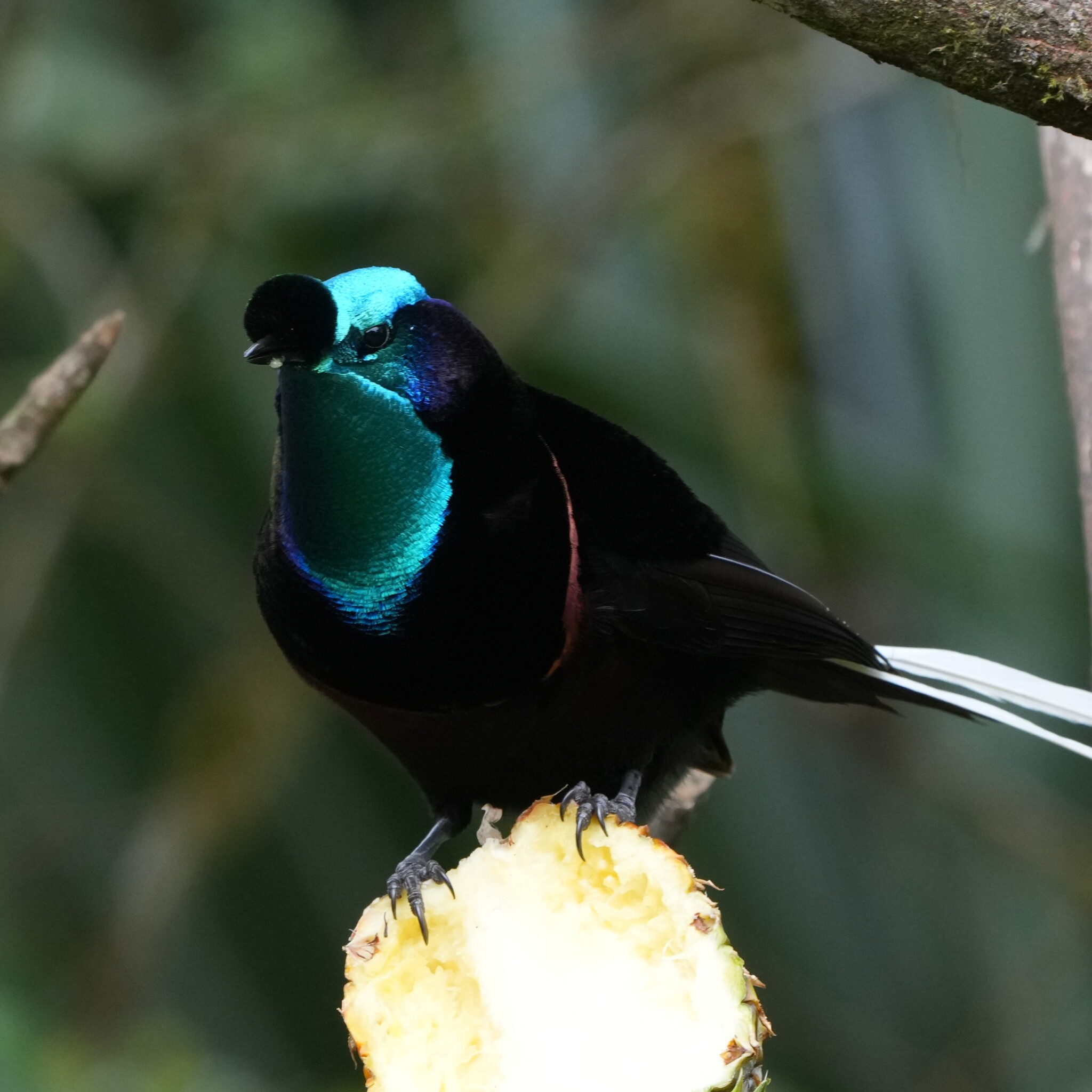 Ribbon-tailed Astrapia (Astrapia mayeri), photo 9