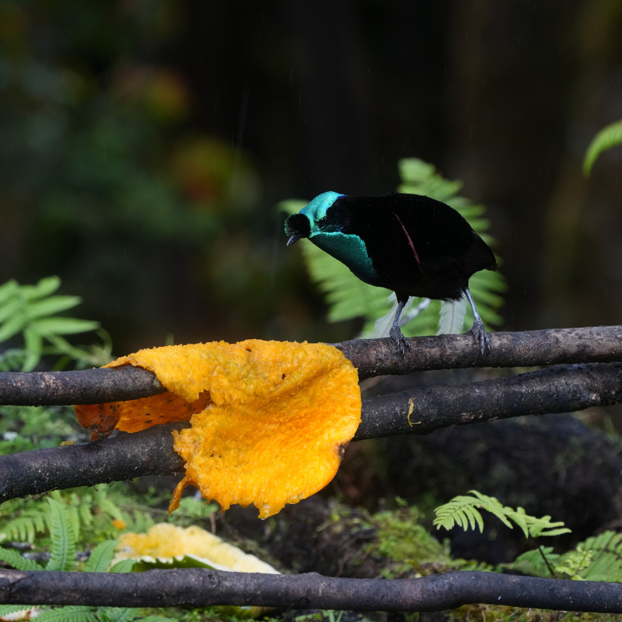 Ribbon-tailed Astrapia (Astrapia mayeri), photo 7
