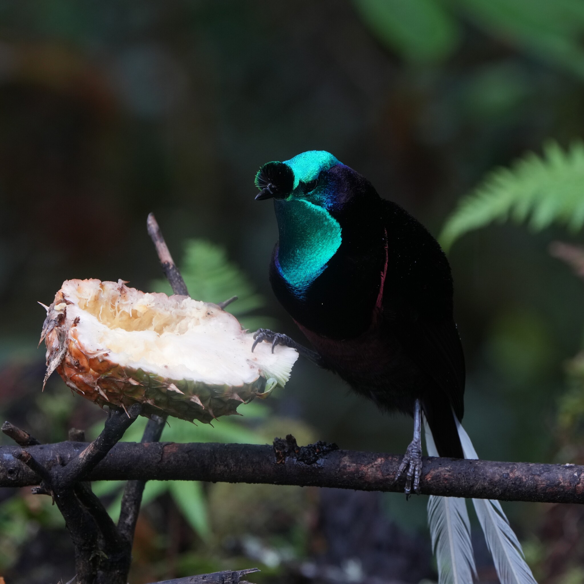 Ribbon-tailed Astrapia (Astrapia mayeri), photo 8