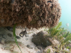 Pareques acuminatus