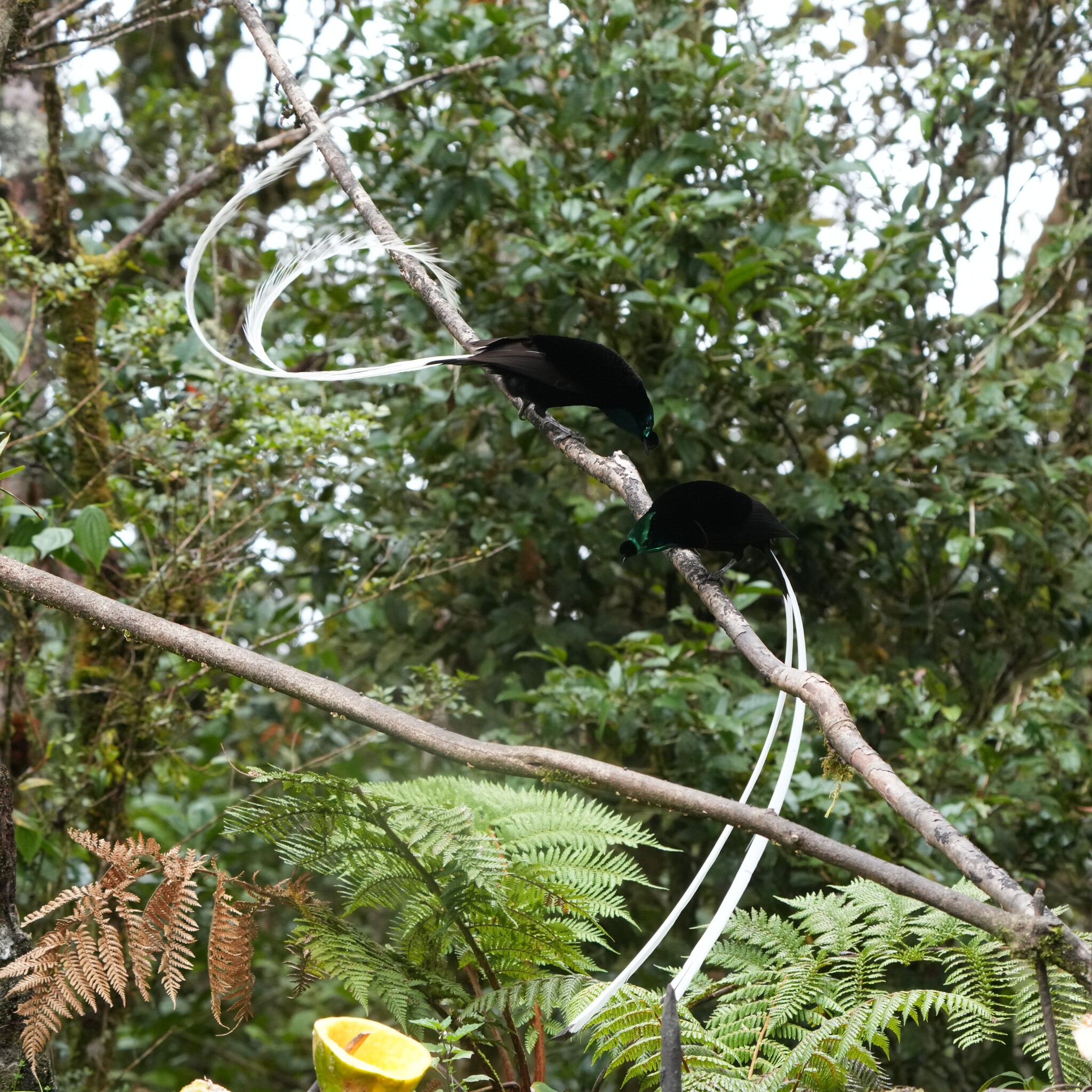 Ribbon-tailed Astrapia (Astrapia mayeri), photo 10