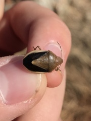 Chlorochroa osborni