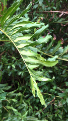 Acrostichum danaeifolium