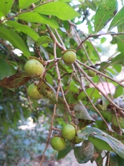 Diospyros acapulcensis