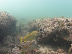 Haemulon carbonarium