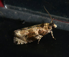 Olethreutes appendiceum