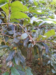 Diospyros acapulcensis