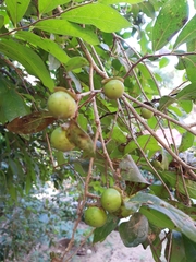 Diospyros acapulcensis