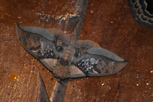 Neorcarnegia basirei