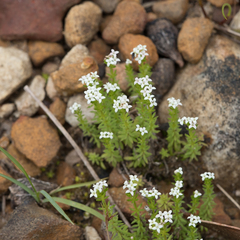 Asperula conferta