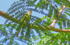 Myiopagis viridicata