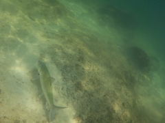 Albulidae