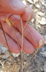 Ipomopsis longiflora