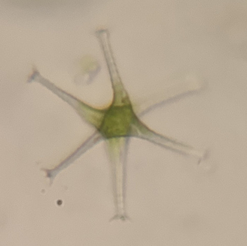 Staurastrum subgracillimum