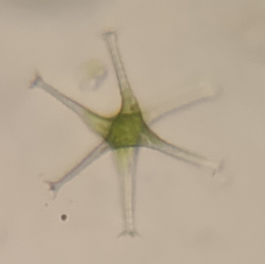 Staurastrum subgracillimum
