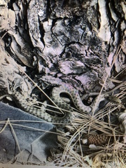 Thamnophis elegans vagrans