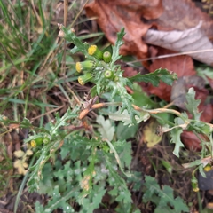 Senecio vulgaris