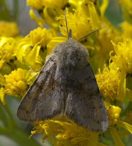 Lasionycta impingens
