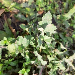 Sonchus oleraceus
