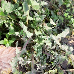 Sonchus oleraceus