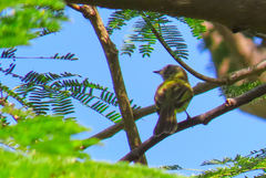 Myiopagis viridicata