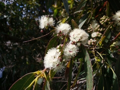 Eucalyptus nitida